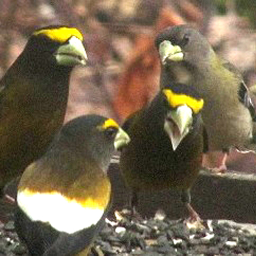 Bird and Bird Watching Updates