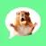Message Stickers : Hamster