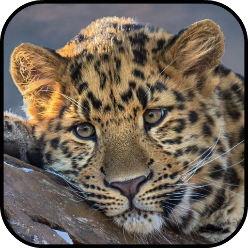 Leopard Wallpapers