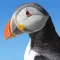 Fearne Island Puffin