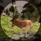 Deer Hunting : Sniper Shooter