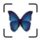 Bug IdentifierーIdentify Insect