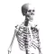 Skeleton Party