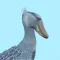 Shoebill
