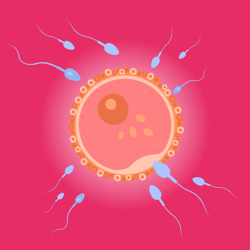 Ovulation Calculator & Tracker