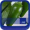 BASF México - Cultivo del Chile