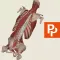 Spine: 3D Real-time