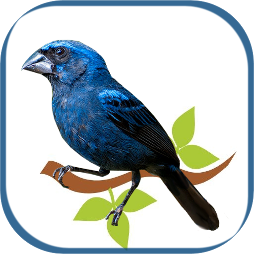 bluebird