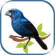bluebird
