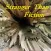 Firstly - AlbumInsights - STF