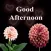Good Afternoon GIF Images Card