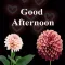 Good Afternoon GIF Images Card