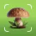 Mushroom Identifier Fungus ID