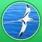 Puerto Rico and Virgin Islands Birds