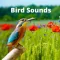 Bird Sounds .