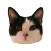 Muffin the cat