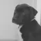 Puppy Calmer
