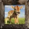 Farm Animals Name and Sound