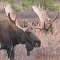 Bull-Cow Moose Hunting Calls