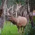 Elk Bull & Cow Hunting Calls
