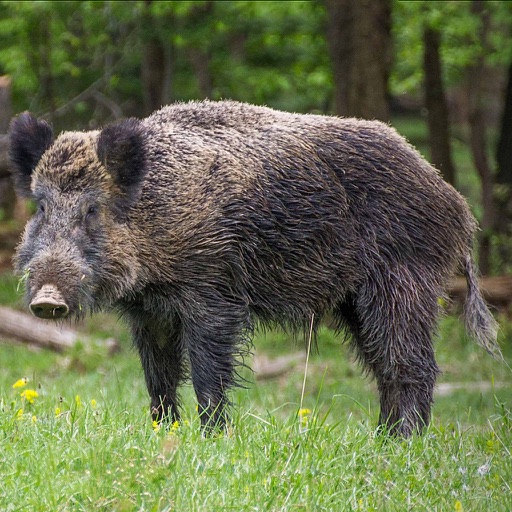 Hog Hunting Calls Hog Hunting Calls