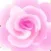Cherokee Rose Festival