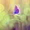 Live Joy Coaching