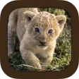 Animal Sounds Animal Sounds