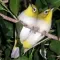 iLove Birds Lite Edition