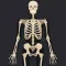Anatomy Quiz: Science Trivia