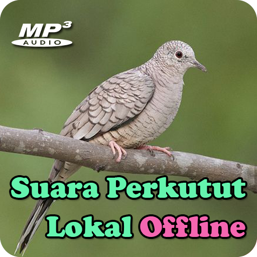Suara Perkutut Lokal Offline