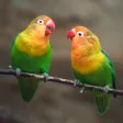 Lovebird Sounds Lovebird Sounds