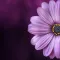 Flowers ورود
