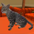 Super Cat 3D