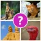 4 Pics 1 Word Play Daily Guess what's the Picture Puzzle trivia games for free!