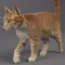 CAT SURVIVE IN CYBER TOWN