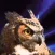 Bubo Bubo