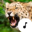 Big Cat Sounds Big Cat Sounds