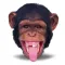 Animal Funny Faces