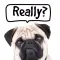 Pug Talk