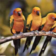 Magic Photo Art - Photo to Art Magic Photo Art - Photo to Art