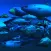 Fishing and Aquarium