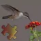 Hummingbirds Puzzles