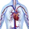 Human Body Database +