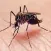Zika Virus Info Pro