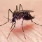 Zika Virus Info Pro