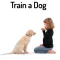 How To Train a Dog - Dog Training Guide