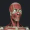 Anatomy Reference Guide
