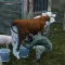 Ranch Simulator 23 Build& Farm