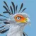 Roberts Bird Guide 2